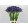 Agapanthus Suzan