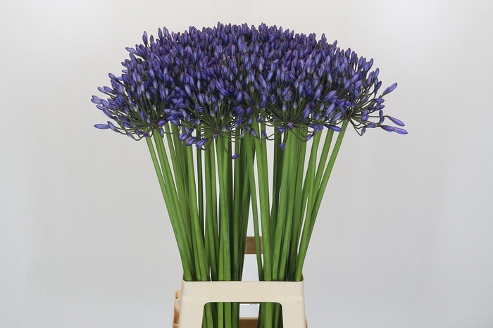 <h4>Agapanthus Suzan</h4>