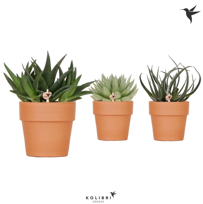 <h4>Succ Gemengd Keramiek Terracotta</h4>