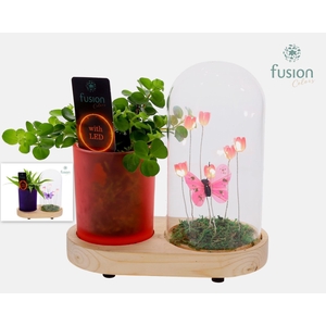 LED Lichtbal Vlinder Large houten planter met Groen planten