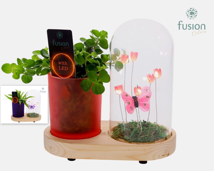 <h4>LED Lichtbal Vlinder Large houten planter met Groen planten</h4>