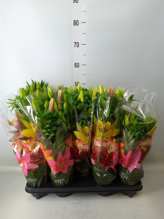 <h4>Lilium asia.   ...mix</h4>