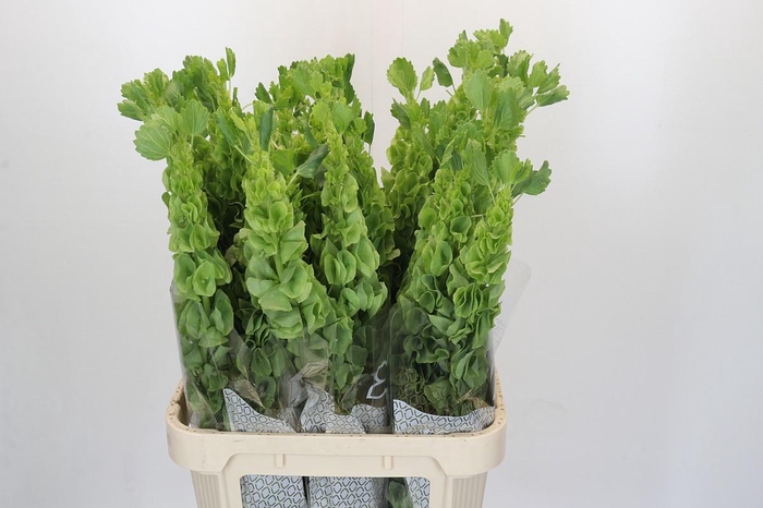 <h4>Moluccella Laevis</h4>