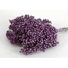 Schinus M Pt Metalic Purple Bunch
