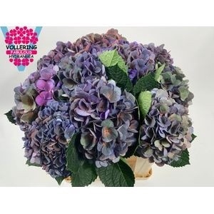 Hydrangea fabulous anne classic