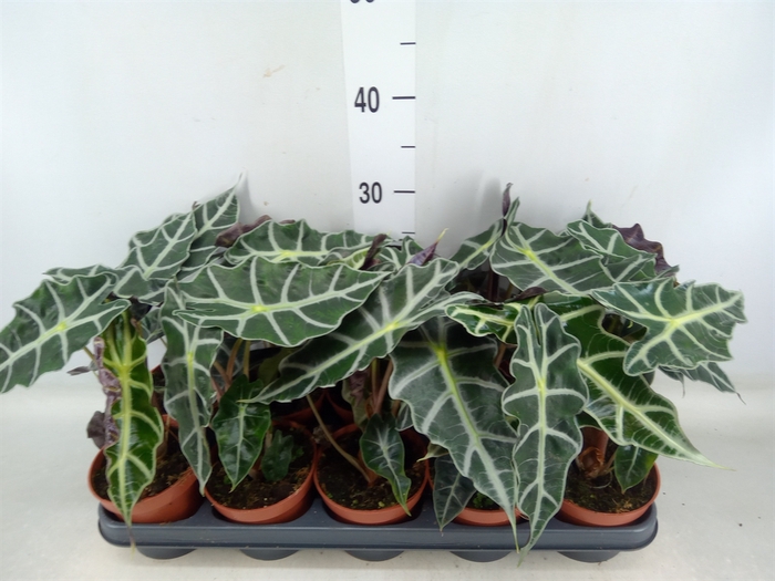 <h4>Alocasia amazonica 'Polly'</h4>