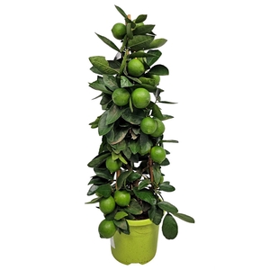 CITR AURANTIIFOLIA