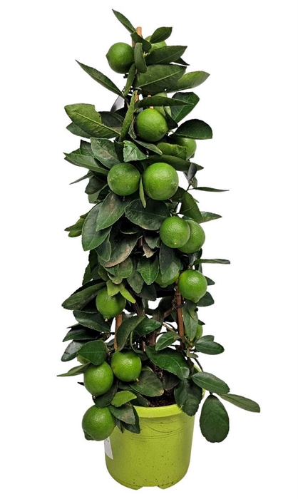 <h4>CITR AURANTIIFOLIA</h4>