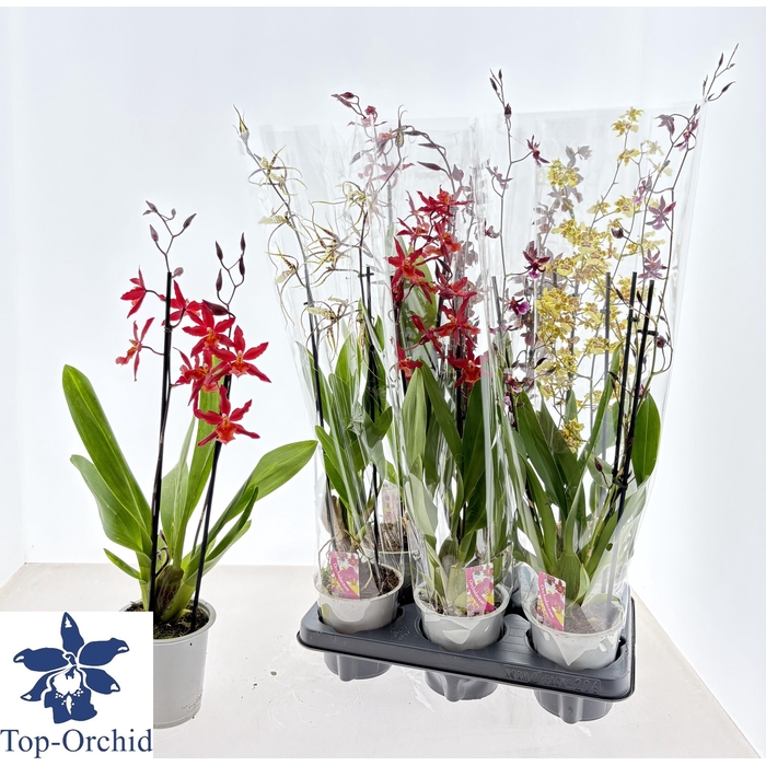 <h4>CAMBRIA GRP GEM</h4>