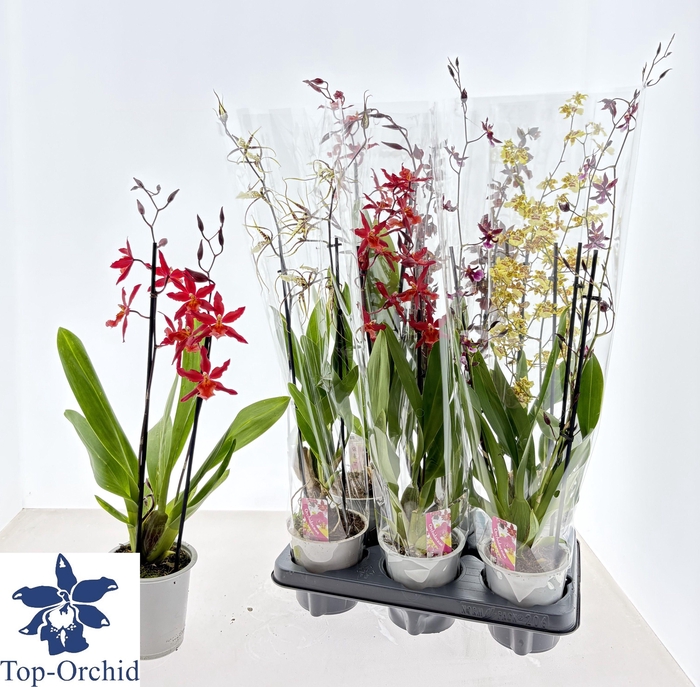 <h4>CAMBRIA GRP GEM</h4>