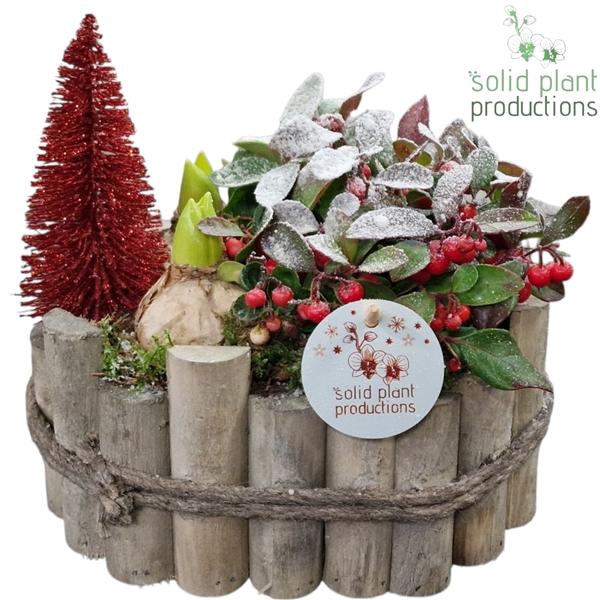 <h4>Arrangementen Hyacinthus H%</h4>