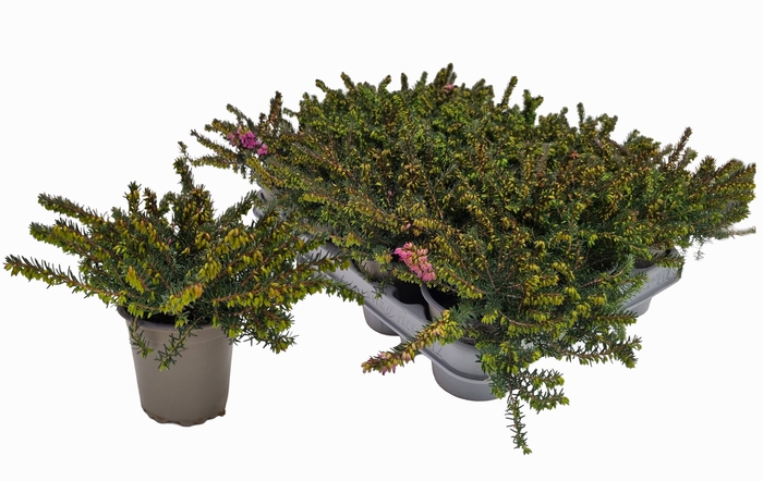 <h4>ERIC CAR LENA</h4>