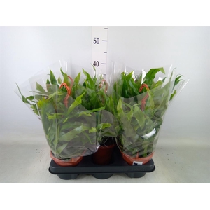 Microsorum diversifolium