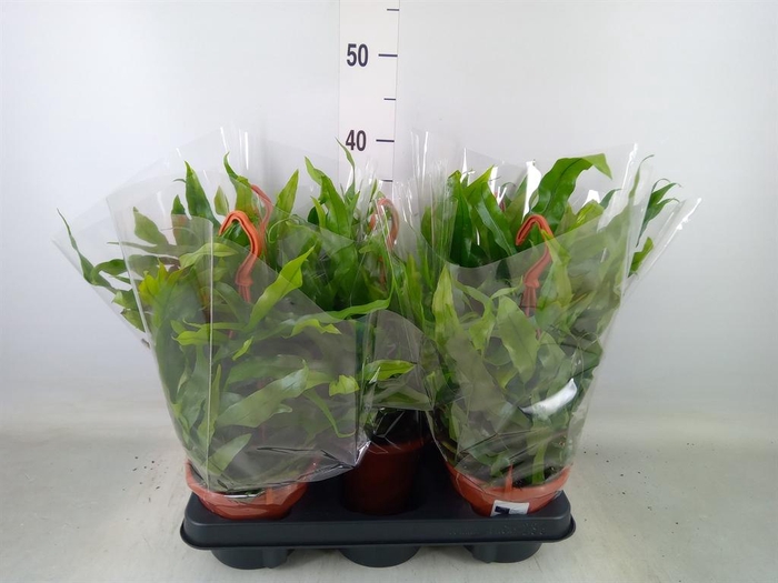 <h4>Microsorum diversifolium</h4>