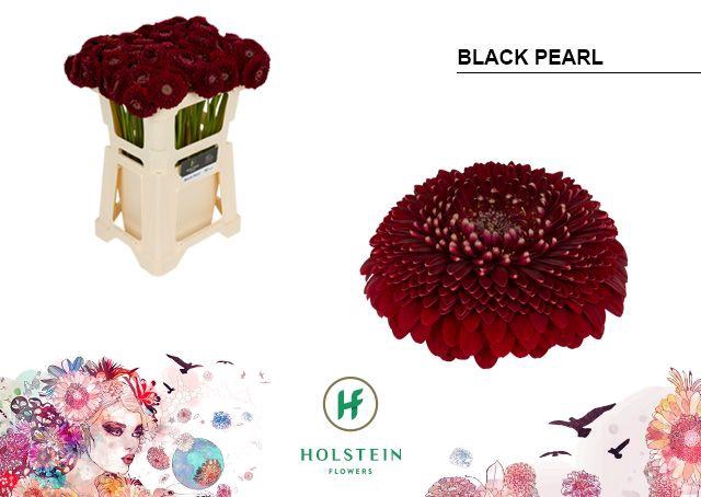 <h4>GE MB POM BLACKPEARL</h4>