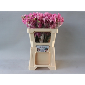Lathyr Rose Wedding