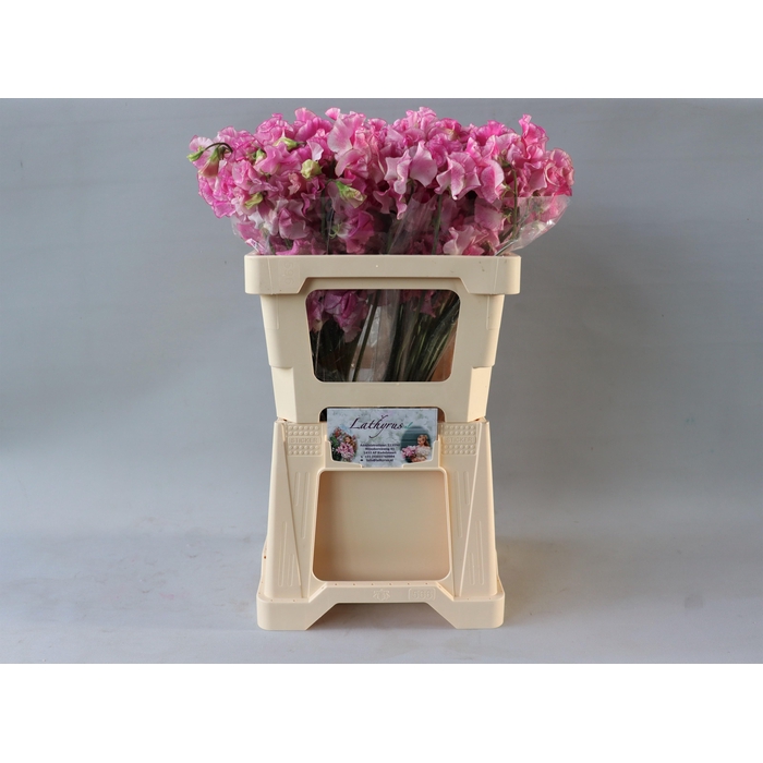 <h4>Lathyr Rose Wedding</h4>