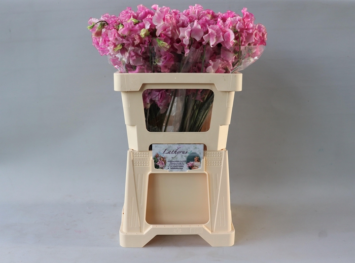 Lathyr Rose Wedding