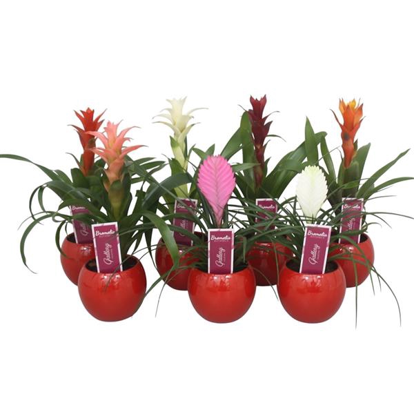 <h4>Bromelia gemengd in rode bolpot</h4>