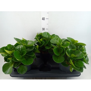 Peperomia obt. 'Green Gold'