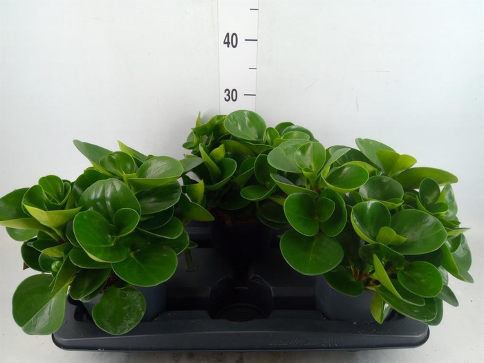 <h4>Peperomia obt. 'Green Gold'</h4>
