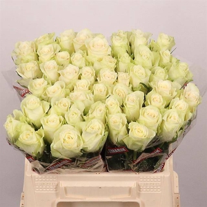 Rosa large athena