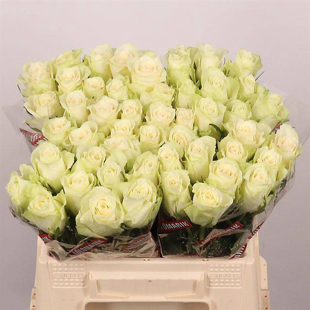 <h4>Rosa large athena</h4>