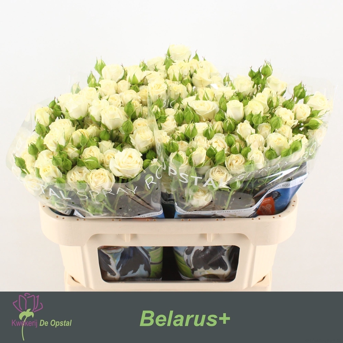 <h4>R TR BELARUS+</h4>