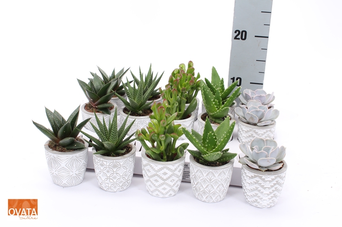 <h4>SUCC GEM 5 SRT</h4>