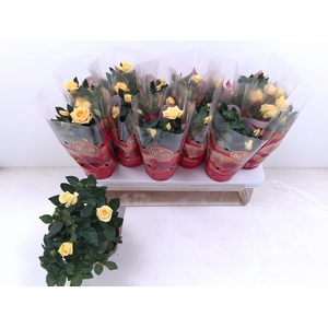 !! PROMO !! ROSA FAVORITA YELLOW