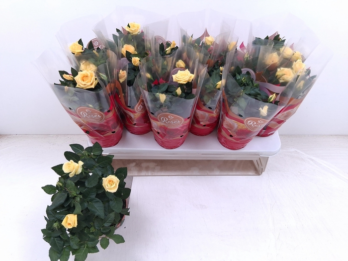 <h4>!! PROMO !! ROSA FAVORITA YELLOW</h4>