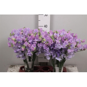 Lathyr Wi Suns Laven