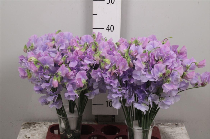 <h4>Lathyr Wi Suns Laven</h4>