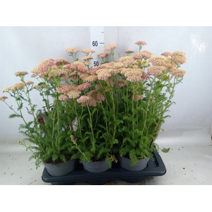 Achillea millef.