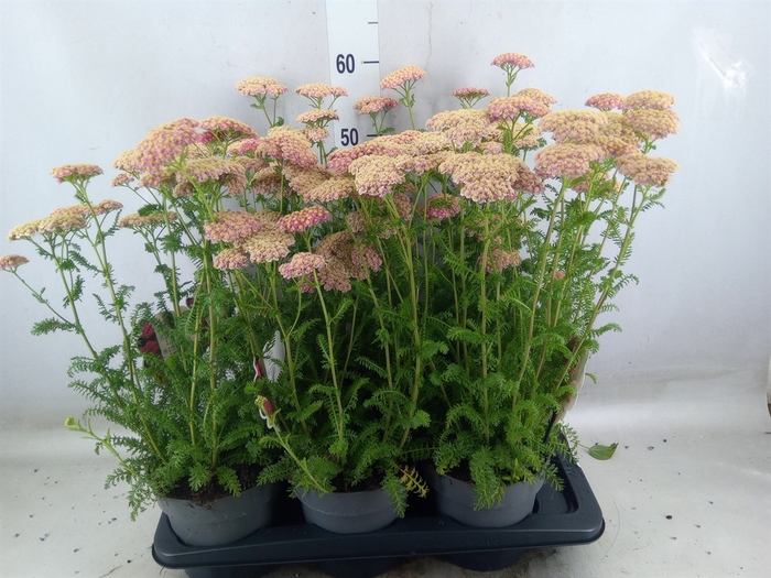 <h4>Achillea millef.</h4>