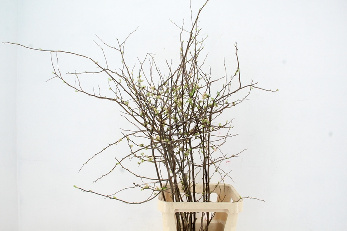 CHAENOMELES APPLE BLOSSOM 100CM