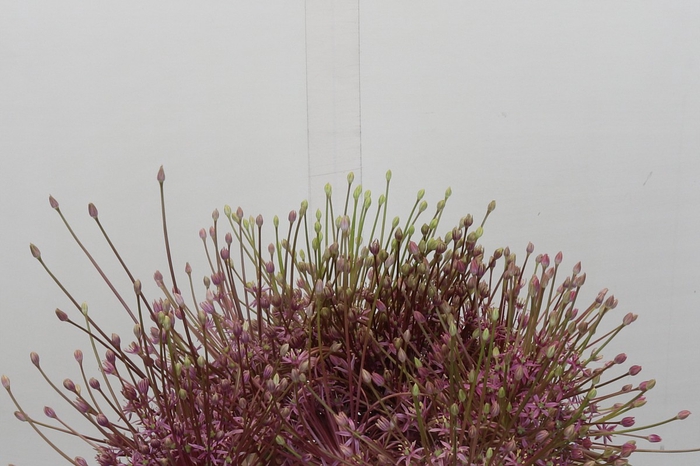 <h4>Allium Schubertii</h4>
