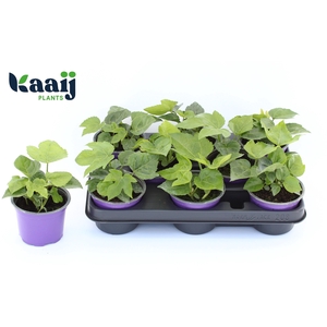 FATSI JAPONICA