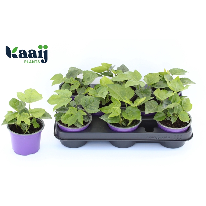 <h4>FATSI JAPONICA</h4>