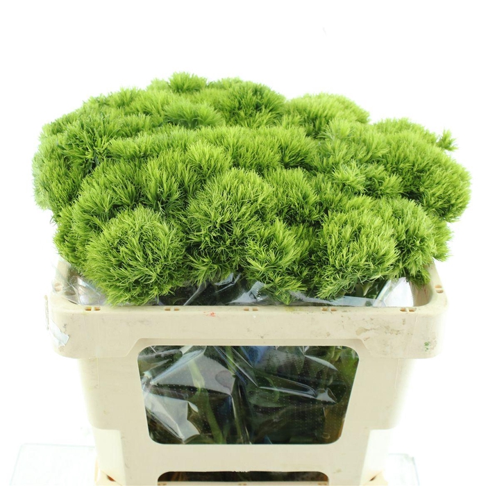 <h4>Di Barb Kiwi Mellow Extra</h4>