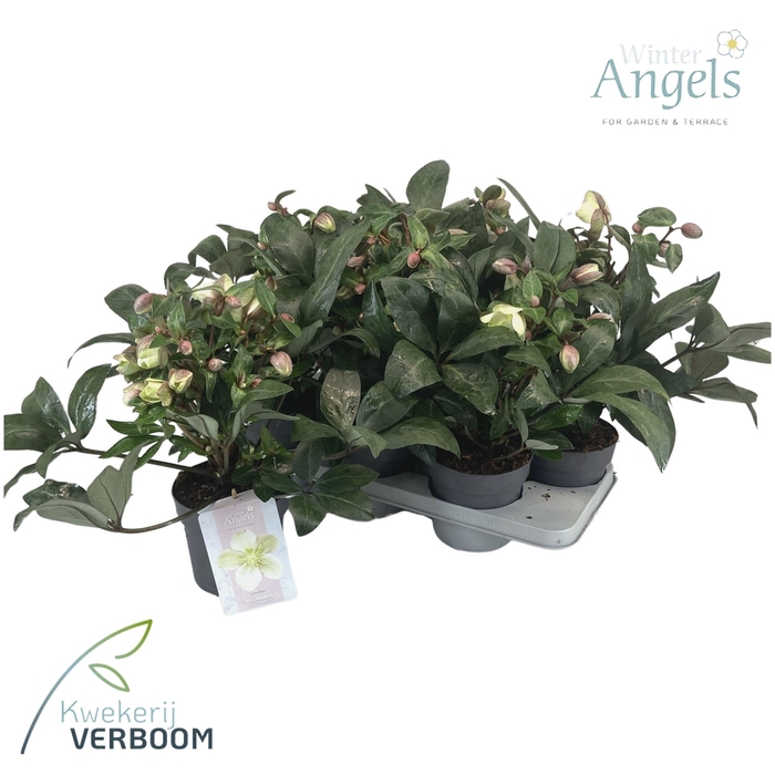 <h4>Helleborus x hybr. 'Viv Valeria'</h4>