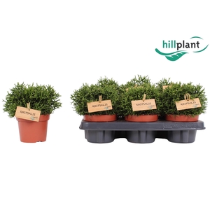 Hatiora Salicornioides P12