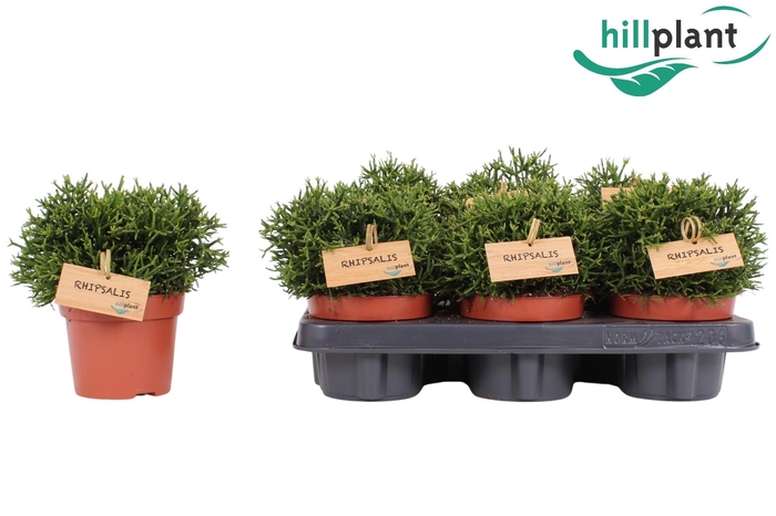 <h4>Hatiora Salicornioides P12</h4>