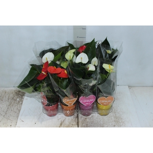 ANTHURIUM VARIADO P09