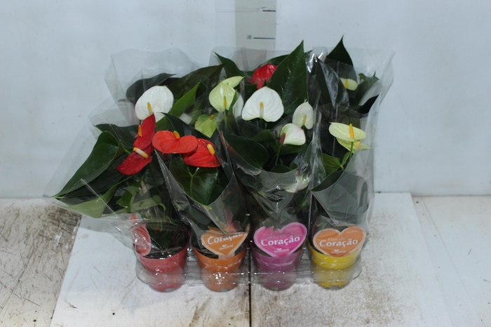 <h4>ANTHURIUM VARIADO P09</h4>
