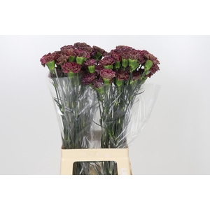 Dianthus St Copper Extasis