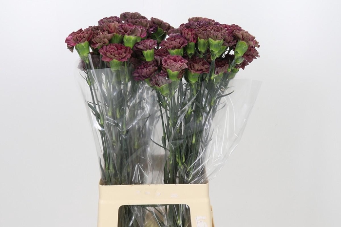 <h4>Dianthus St Copper Extasis</h4>