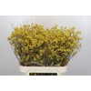 Anigozanthos Bush Down