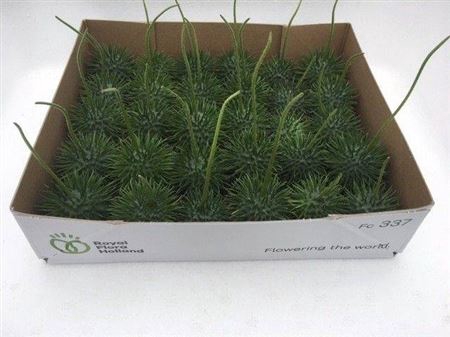 <h4>Sier Cucumis Egel X30 Hol</h4>