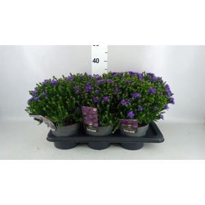 Aster   ...